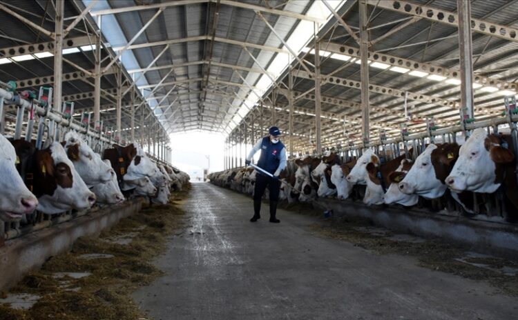 Üretici süt fiyatına zam isteyip 'Aksi takdirde hayvanlar kesim gider' dedi