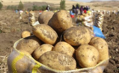 Türkiye ‘Patates tüketimini artıralım’ seferberliği başlatıyor