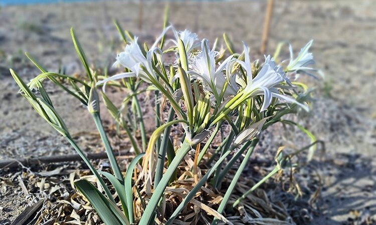 Alanya'da kum zambakları açtı, aman elinizi bile sürmeyin