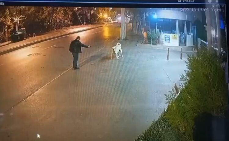 Köpeğe silah çeken adam suç makinesi çıktı: Önce serbest bırakıldı tepki gelince tutuklandı