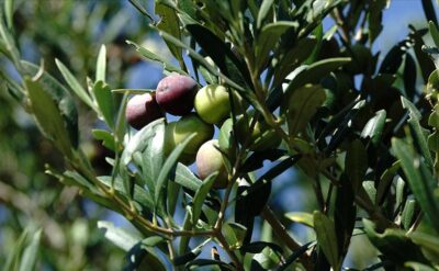 Zeytinyağı 425 bin tonluk rekolteyle rekora koşuyor