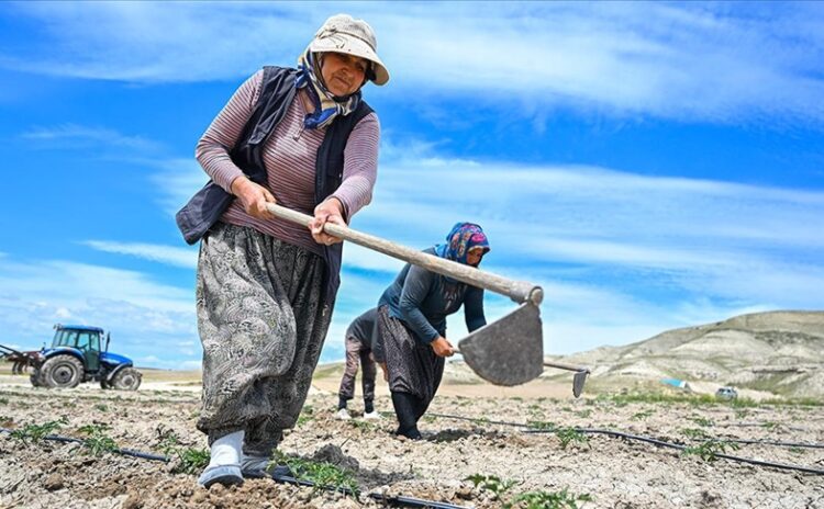 Her 100 kadın çiftçiden 88’i Bağ-Kur primini ödeyemiyor