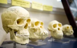 200 bin yıl önce Çin’de böyle bir insan türü yaşıyormuş: Homo juluensis