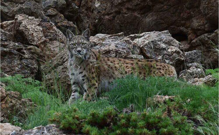 Vaşak fotoğrafı herkesi heyecanlandırmıştı şimdi ödül de aldı