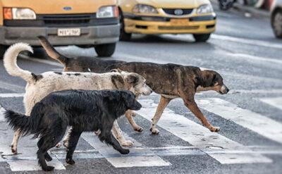 Köpeklere kıymayın efendiler