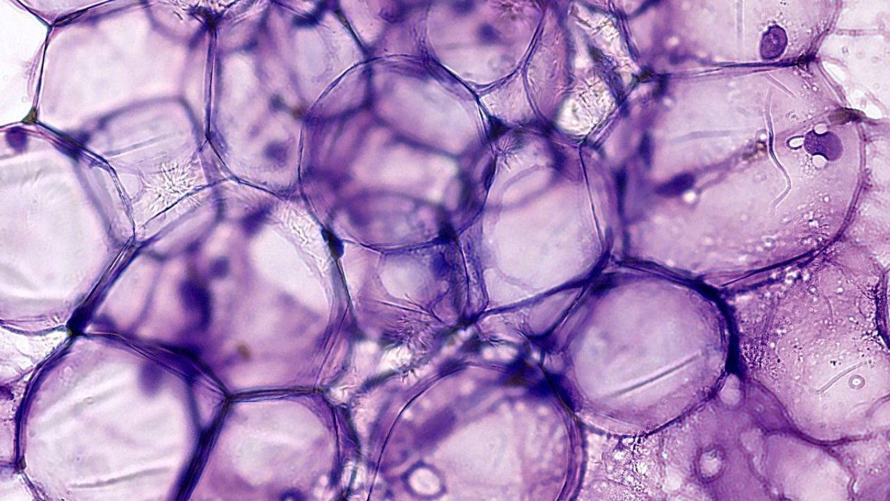 Yeni sağlık tutkumuz: UA’yı yükseltmek