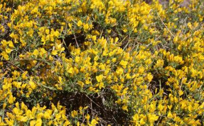Toroslar’da yeni bitki türü keşfedildi: ‘Ermenek borcağı’