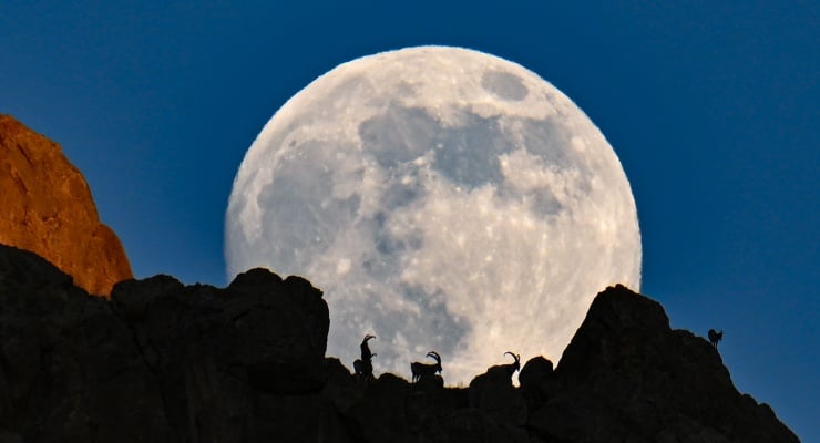 Dolunay’da yaban keçileri pozu