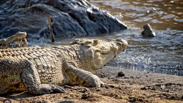 Mısır’da bir köyü timsahlar bastı
