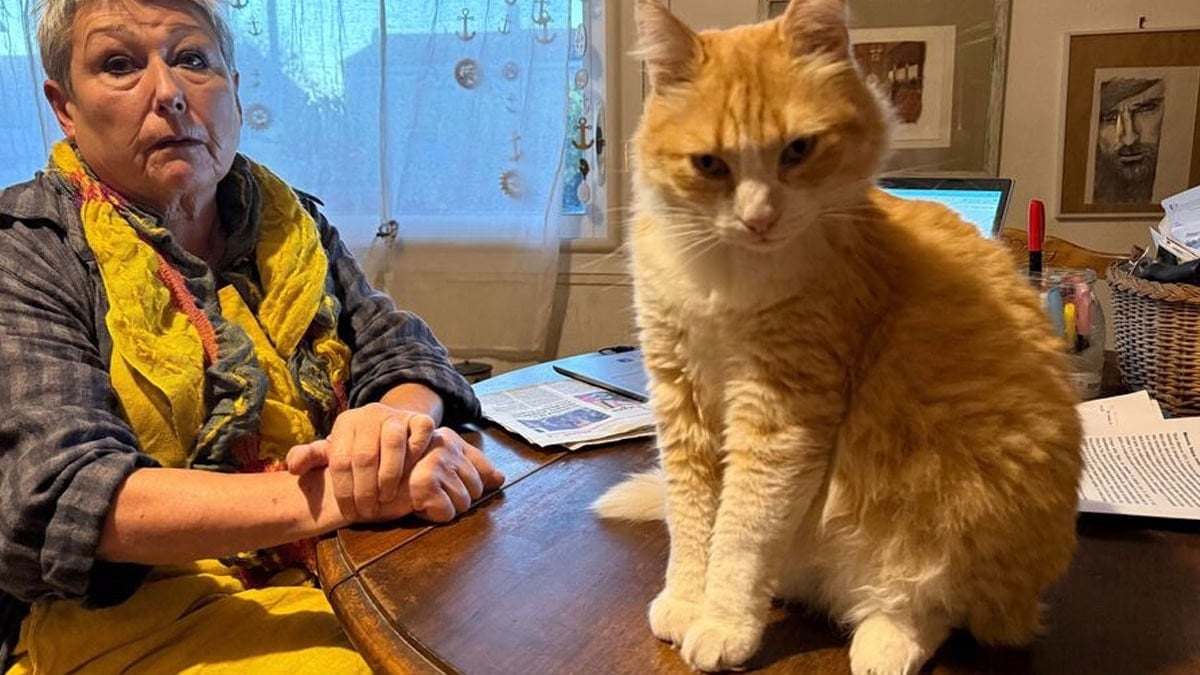 Dünyanın ilk mahpus kedisi: Sarman ‘ev hapsi’ne alındı