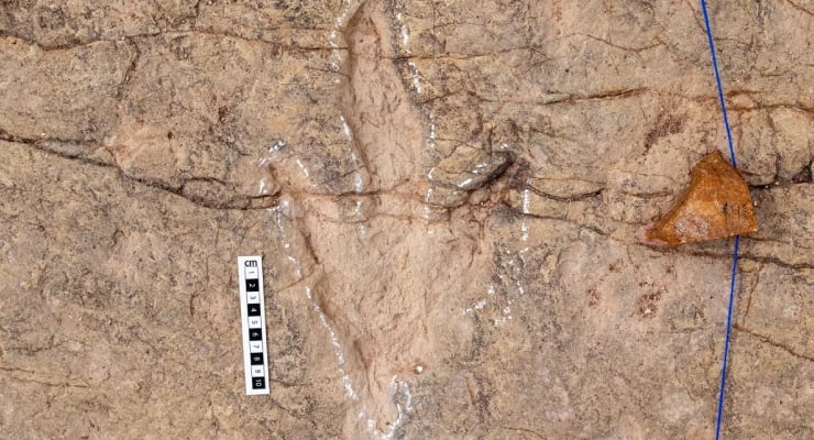 ‘Dinozor otoyolu’: ‘Theropod’lara ait 16 bin 600 ayak izi bulundu