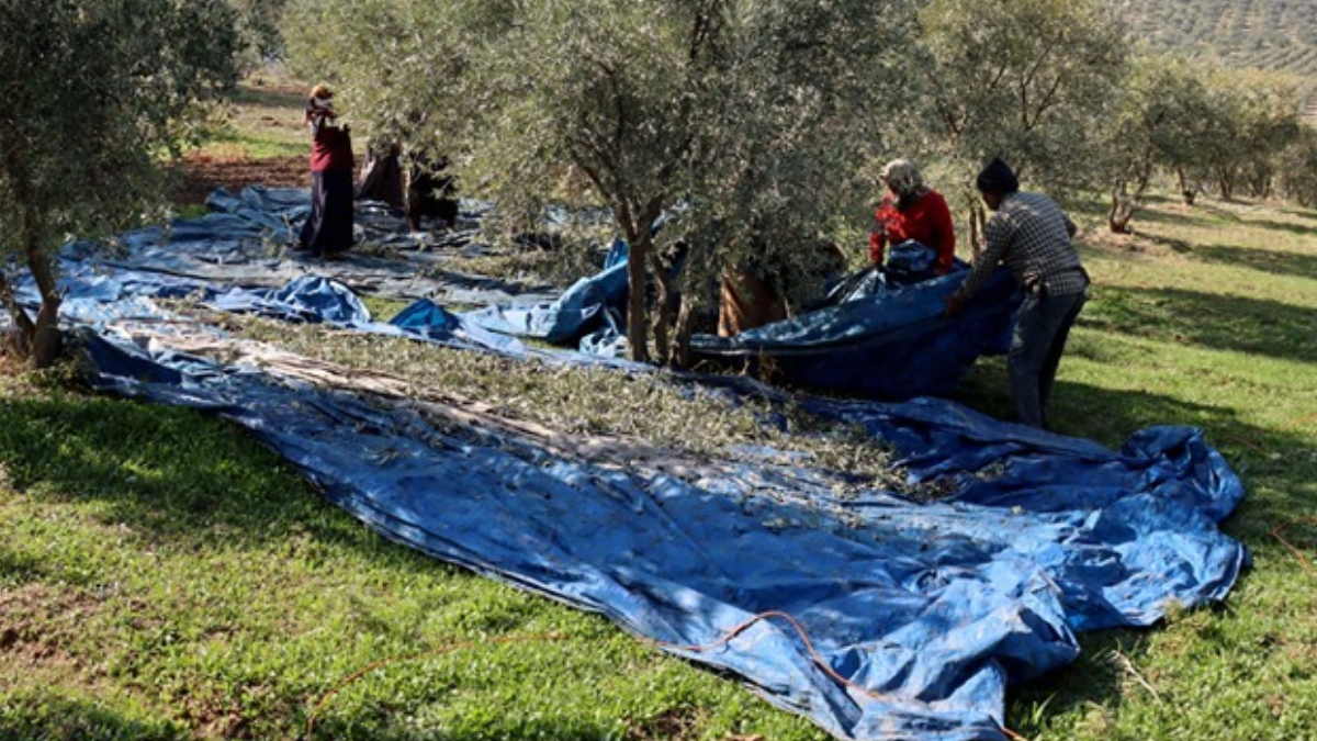 Muhtarın fikri geldi, köy halkı da ihya oldu
