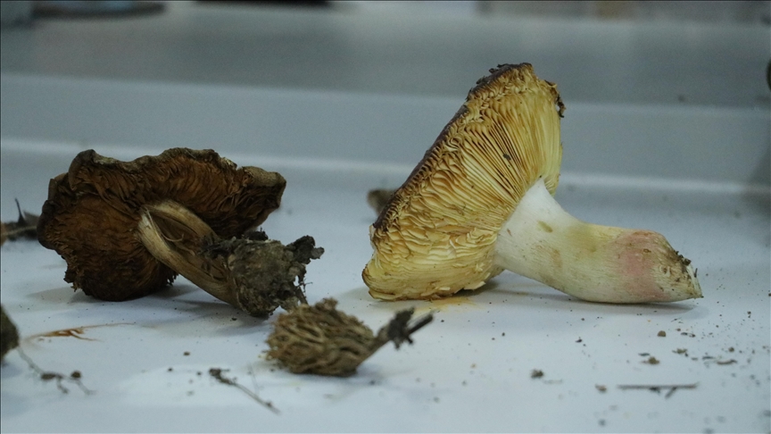 Ganos Dağı mantar envanteri çıkarılıyor