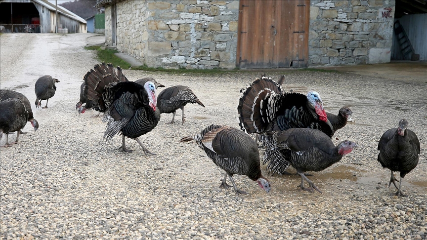 ‘Serbest gezen hindiler’ Eflani ve Kandıra’da yılbaşına hazırlanıyor