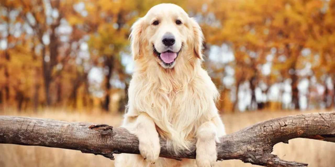 Mahkeme karar verdi: Poni hafta içi günlerde ‘baba’da kalacak