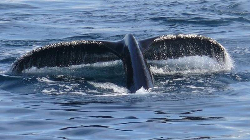 Balinaların nefesi alarm verdi: Arktik’te ölümcül virüs tespit edildi