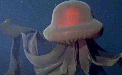 Okyanusun derinliklerinde eşsiz bir dev yaratık: Kolları 10 metreyi geçiyor