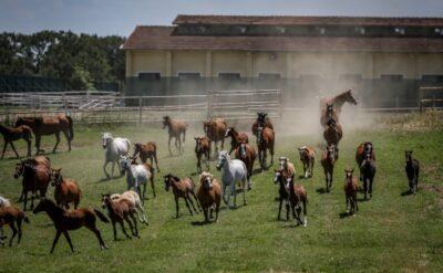 Akıl almaz iddia: 100 milyon liralık yarış atları çalındı mı?