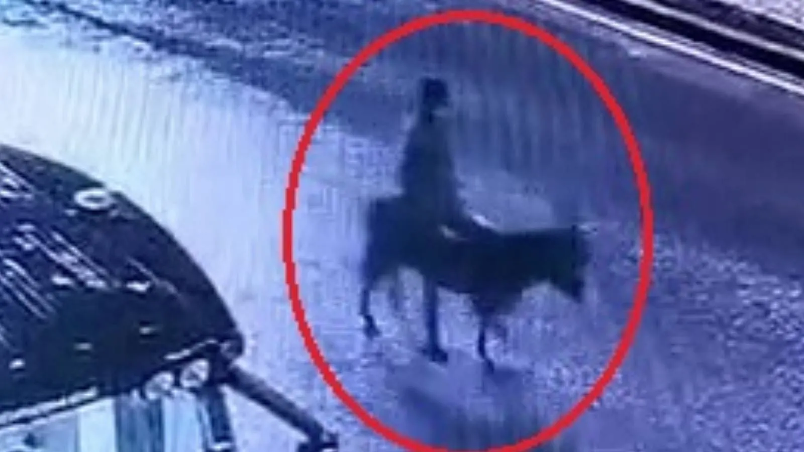 Forkliftle kuyumcu soyup eşekle kaçmıştı, ifadesi ortaya çıktı: Eşeği ahıra bağlayıp altınları samanlığa sakladım