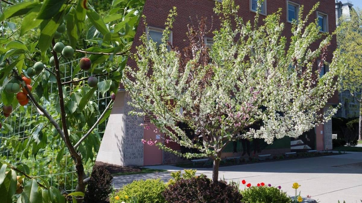 Tek ağaçtan 40 ayrı meyve topluyor: 18 yılda başardı