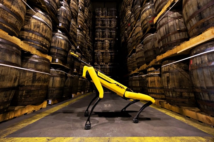 İskoçya’da en önemli iş o: Robot köpek viski koklayıp sızıntı yapan fıçı arıyor