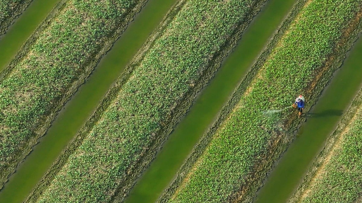 Dünyanın en yararlı sebzesi ama Türkiye’de eve bile sokulmuyor