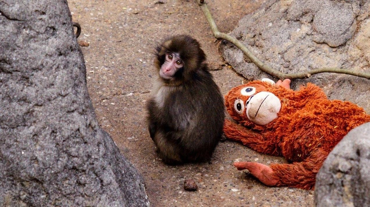 Maymun Punch oyuncağından sıkıldı