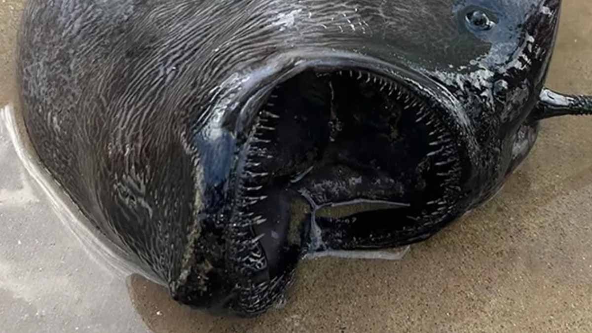 Gören ‘kıyamet habercisi’ dedi: Okyanusun dibinden geldi, adı da tuhaf