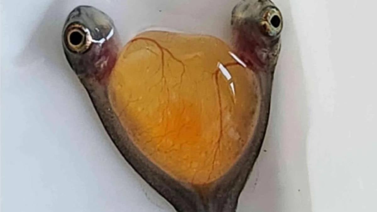 Denizin derinliklerinde bulundu: İki kafalı tek vücutlu balık