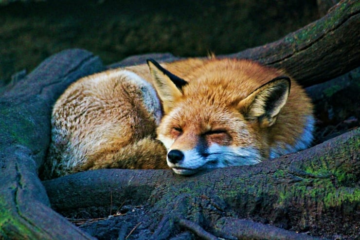 Gemide kaçak yolcu var: Tilki 5 bin 470 kilometre kat edip New York’a gitti