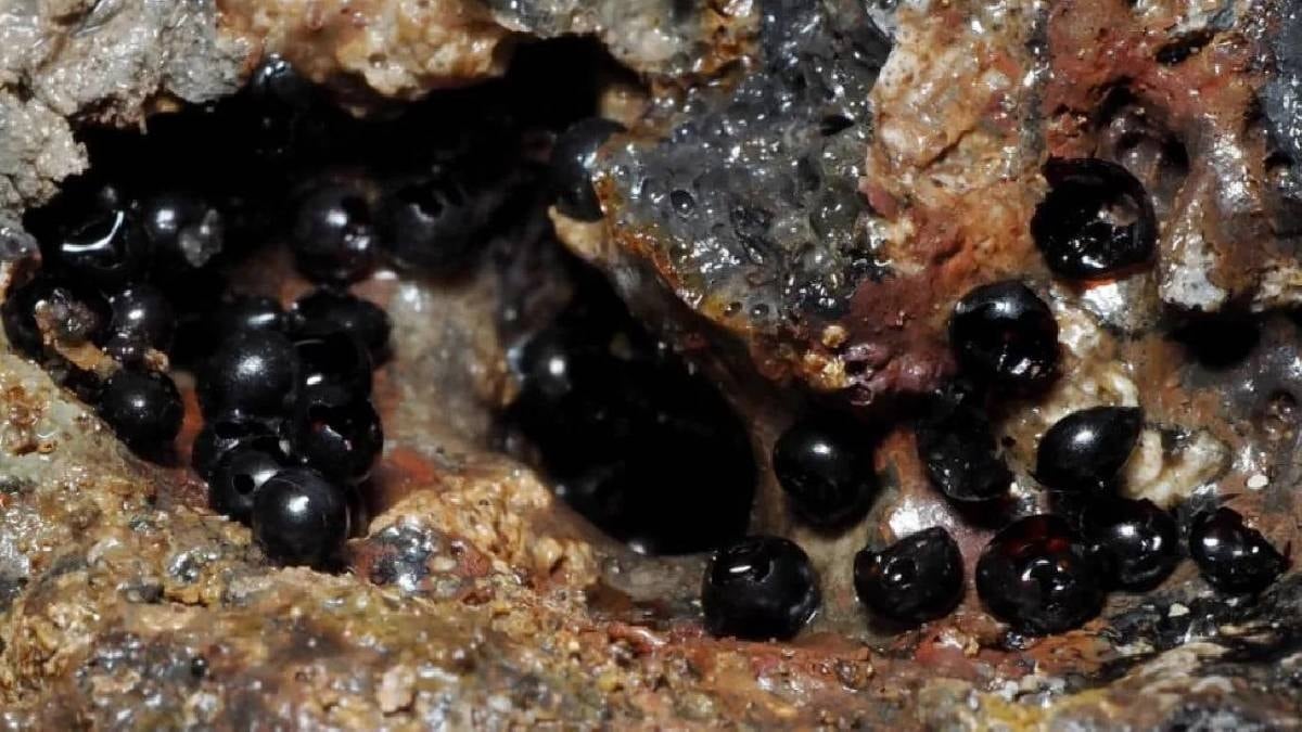 Denizin 6200 metre derinliğinde bilinmeyen bir canlı türü bulundu