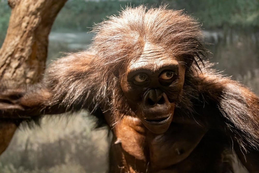 Evrim teorisini sarsacak buluntu: ‘Kuyruksuz maymun’