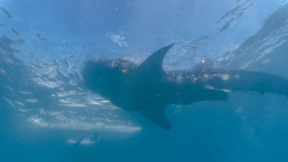 Avcıların 40 yılllık rüyası 300 kiloluk balığı onlar yakaladı: Çip takıp denize bıraktılar