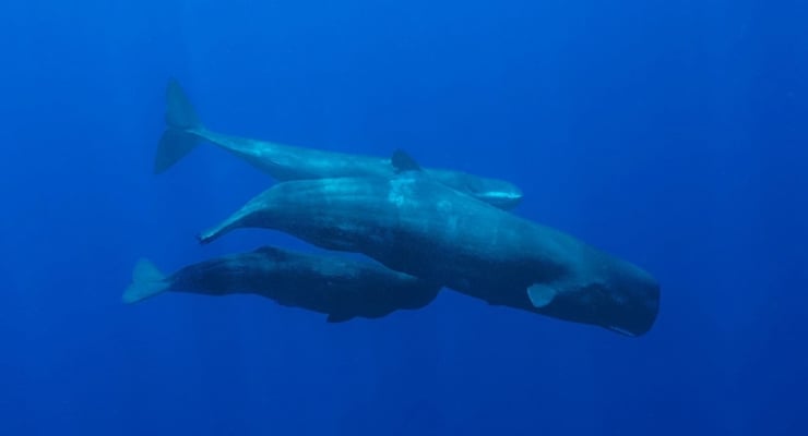 Az kaldı, balina dilini çözeceğiz