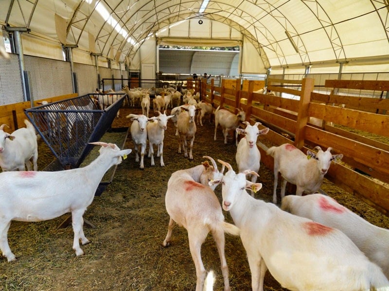 Fransa şokta: Afgan mülteci ağıldaki hayvanların hepsine tecavüz etmiş