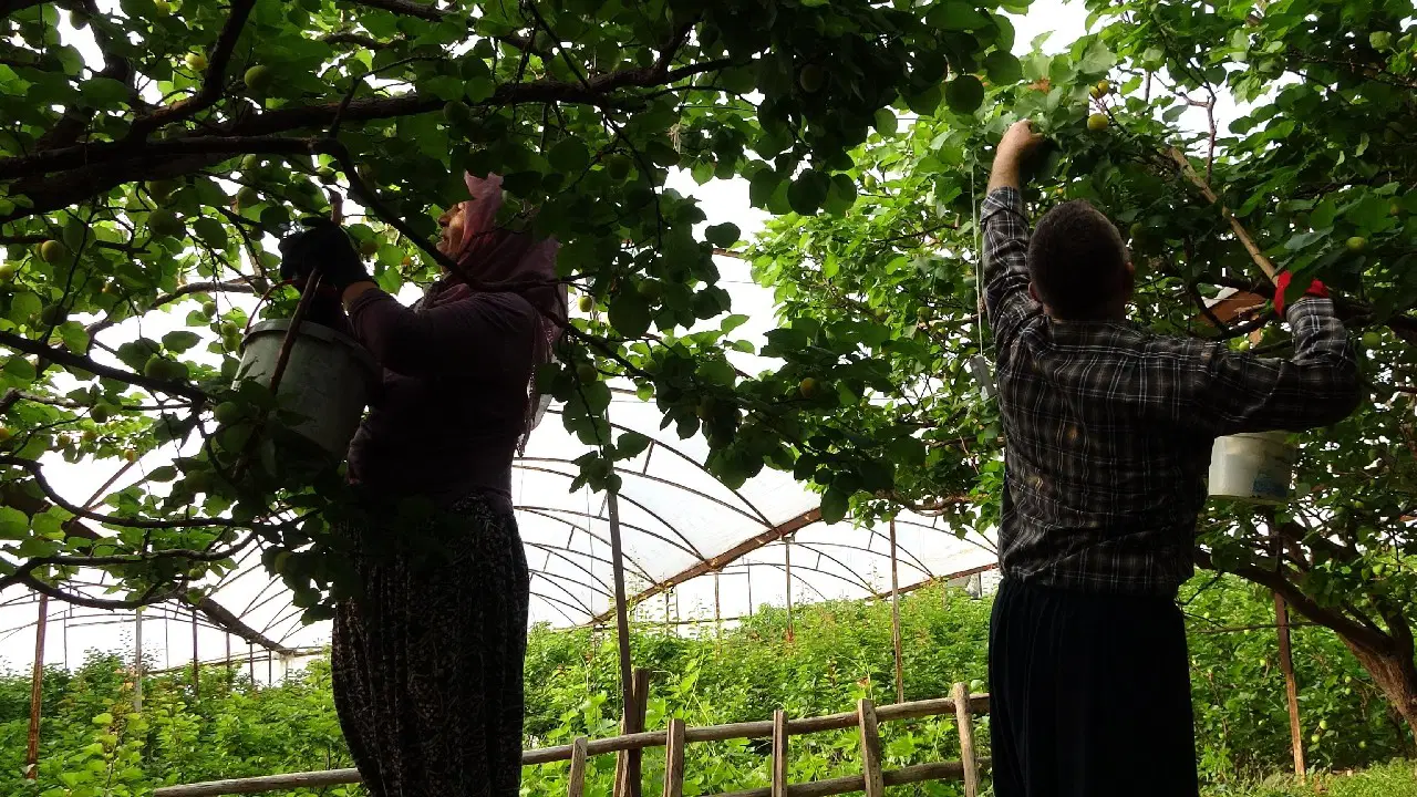 Hasat gecikti: Turfanda kayısı ‘mücevher merasimiyle taşındı