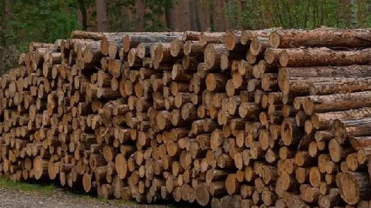 24 saat elektrik üreten ahşap mucize