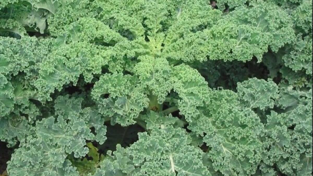 Büyük Savaş yadigarı süper besin: Eksi 15 dereceye dayanıyor, sütten çok kalsiyum içeriyor