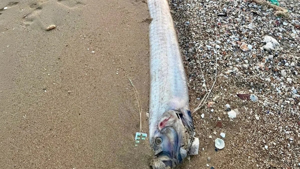 ‘Kıyamet habercisi’ sahile vurdu: Bin metre derinden geldi