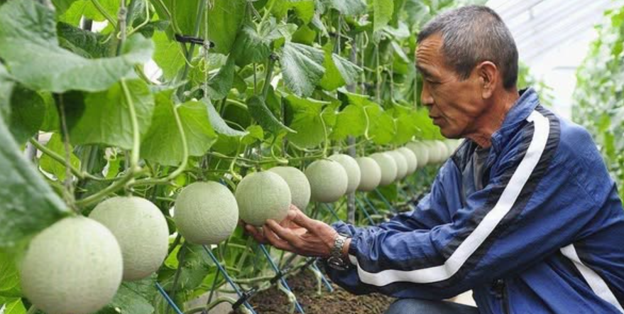Masaj görmeden güzelleşmiyor: Tanesi 22 bin 500 dolardan satışa çıktı