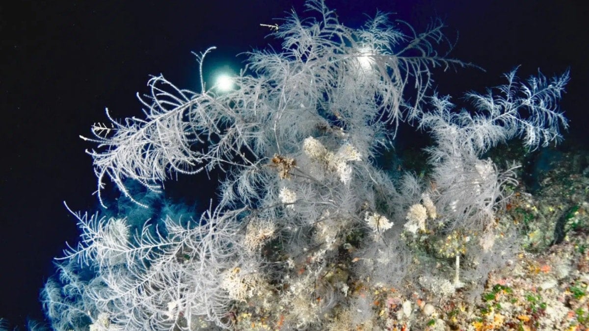 Okyanusun dibinde yeni hazine: 300 yıllık dev siyah mercan