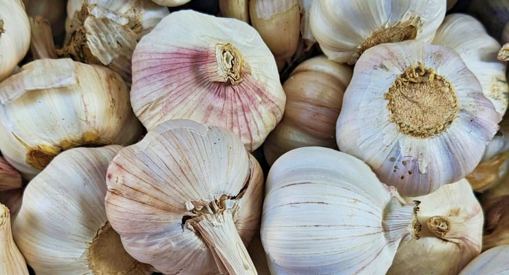 En iyi 15 sarımsak: Taşköprü üçüncü